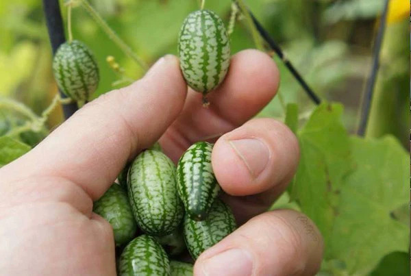 hạt giống Dưa Hấu Tí Hon 314 (10 hạt)