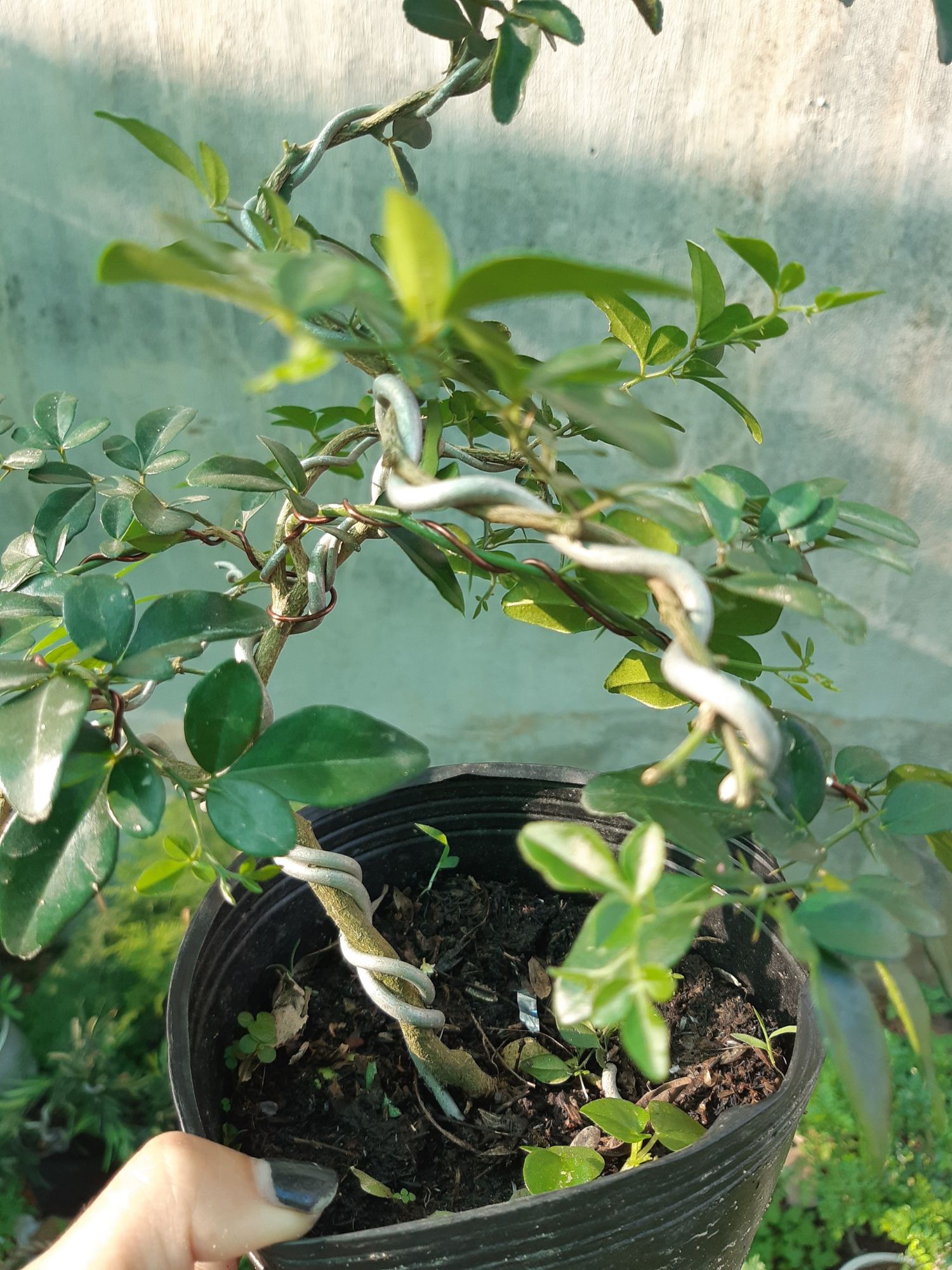cây kim quýt DÁNG BONSAI MINI