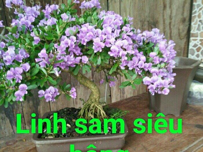 LINH SAM DÁNG BON SAI