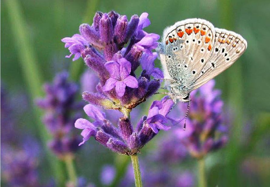 Hạt giống hoa oải hương ( hoa lavender ) - 100 hạt/gói