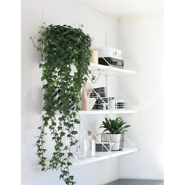 Ma60 gói hạt giống dây thường xuân
