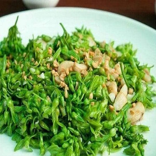 Cây Giống Hoa Thiên Lý Leo Giàn Sai Hoa