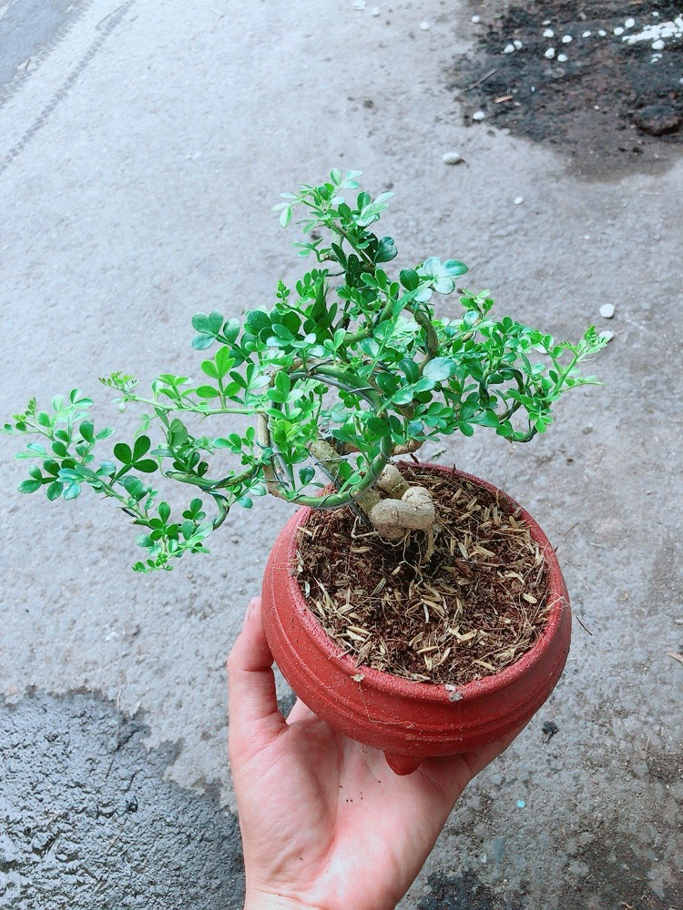 [HCM]Cây Cần Thăng Bonsai