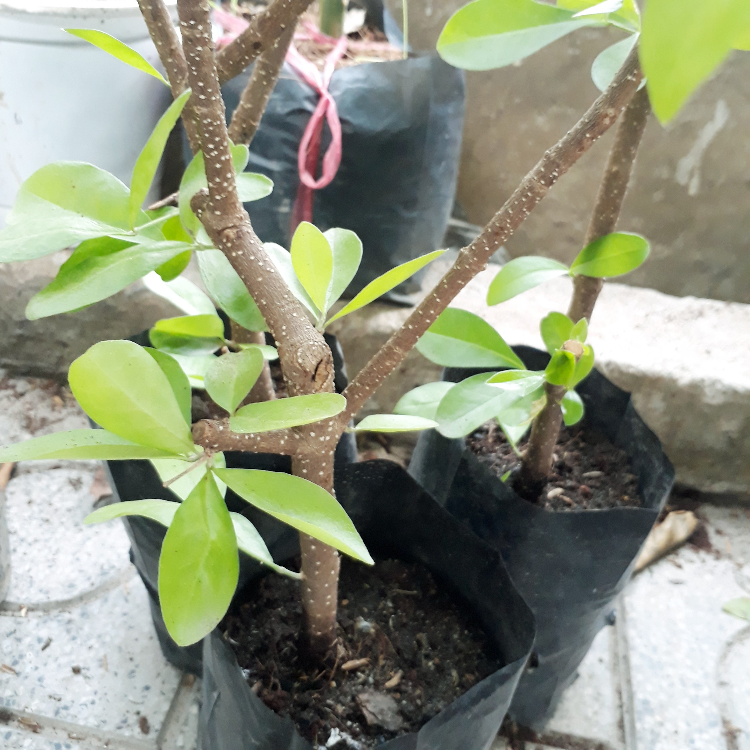 CÂY GIỐNG SƠ RI NGỌT - CÂY SƠ RI
