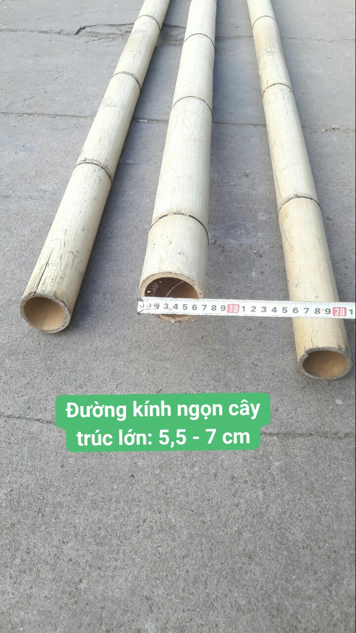 [HCM]Cây tre trúc lớn dài 1m