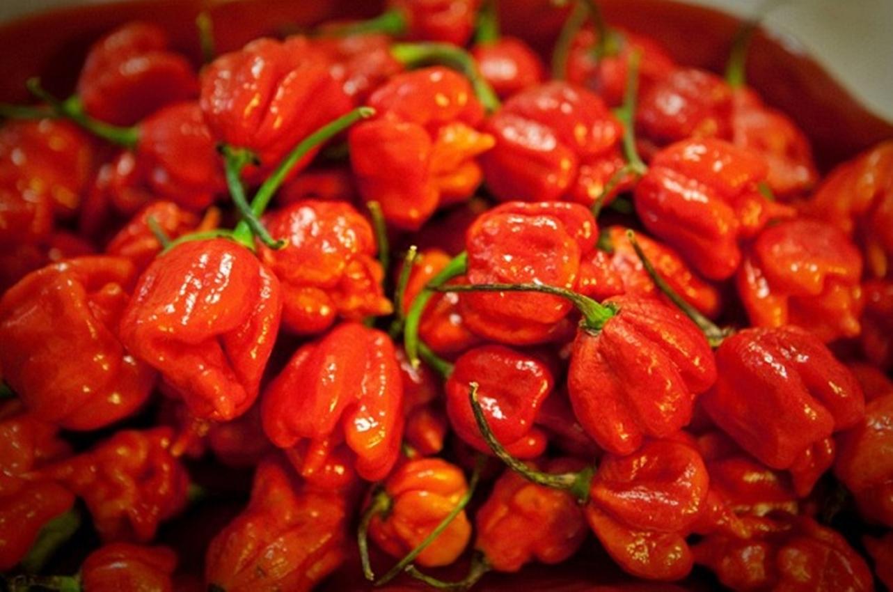 Hạt Giống Ớt - Cay Nhất Thế Giới C.Reaper ( Capsicum Chinense) - Nảy mầm tốt - Tặng kèm 1 gói bón lá và 1 gói kích nảy mầm, có tờ hướng dẫn trồng