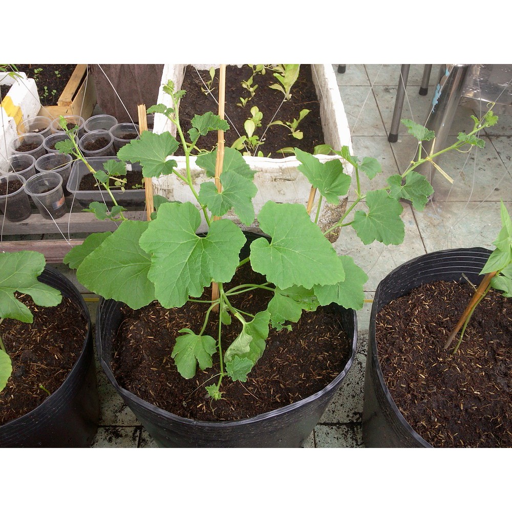 HẠT GIỐNG DƯA LƯỚI VÀNG - 10 HẠT