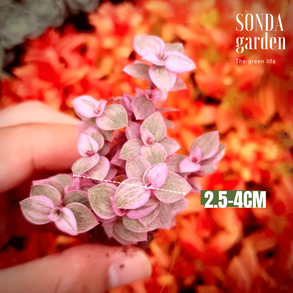 SEN ĐÁ CỎ PINK LADY SIZE MINI SIÊU KHỎE ĐẸP LỖI 1 ĐỔI 1