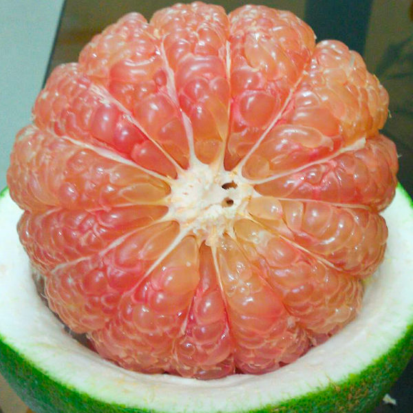 Cây giống bưởi da xanh ruột hồng ghép .