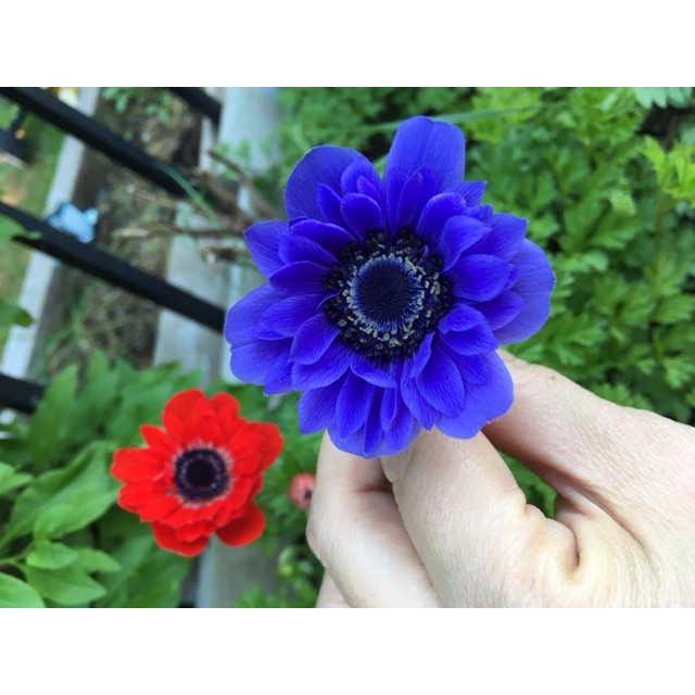 Củ Hoa Anemone