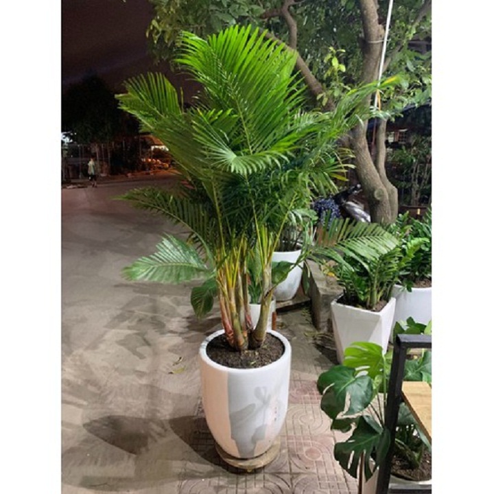 CAU LỤA VÀNG ( CÂY CAU NHẬT ), CHẬU CÂY ĐẸP THANH LỌC KHÔNG KHÍ