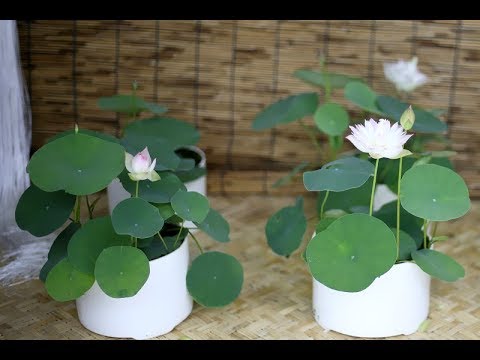 Hạt giống sen mini Nhật gói 10 hạt ( 4 màu: hồng, đỏ, trắng, phớt hồng)