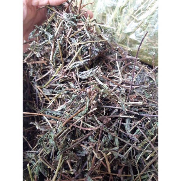 1kg cây xấu hổ đỏ tươi
