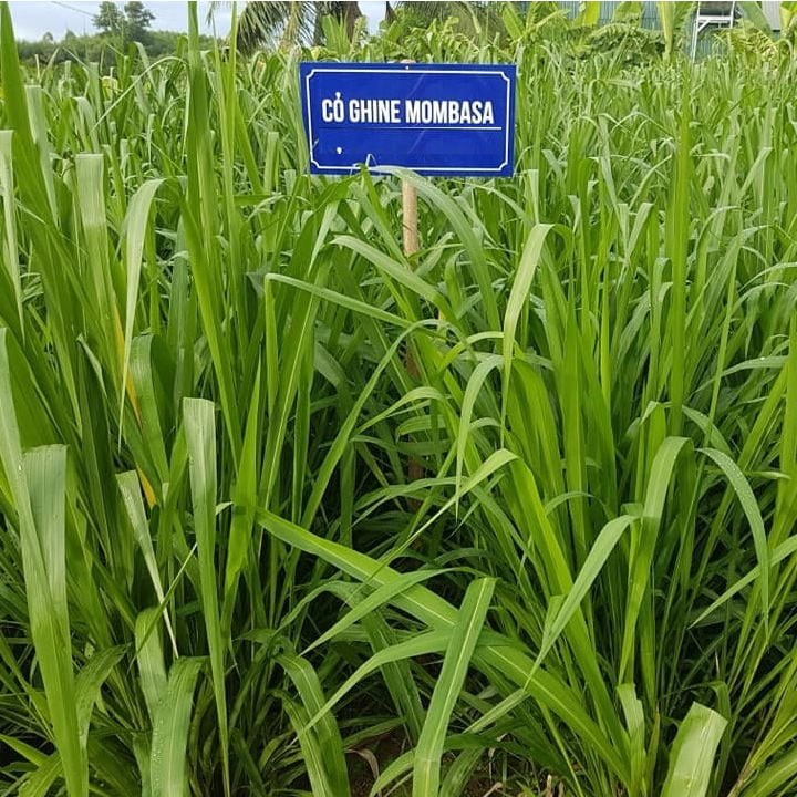 Hạt Giống Cỏ Chăn Nuôi Mombasa Ghine -