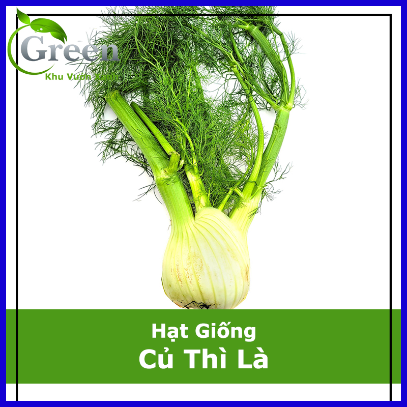 Hạt giống củ thì là fennel - củ hồi
