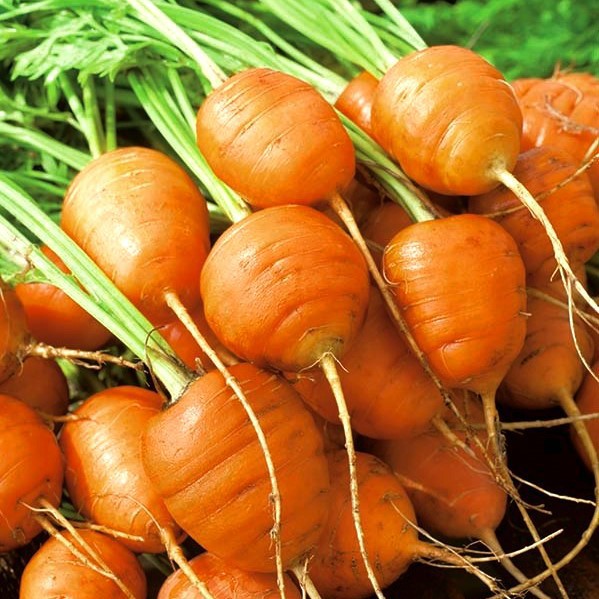Hạt giống củ cà rốt tròn đỏ-gói 100 hạt(tặng kèm phân bón)