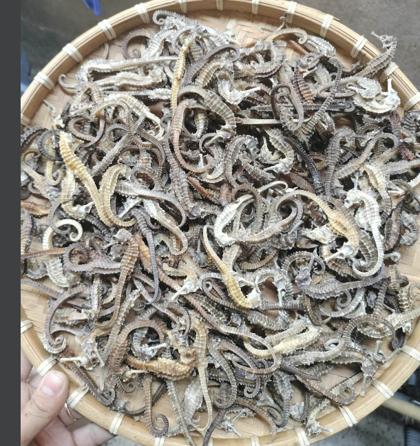 10con Cá ngựa khô (hải mã) 8-9cm