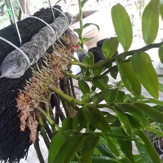 Dớn bảng ghép lan bảng dày 20x15x3