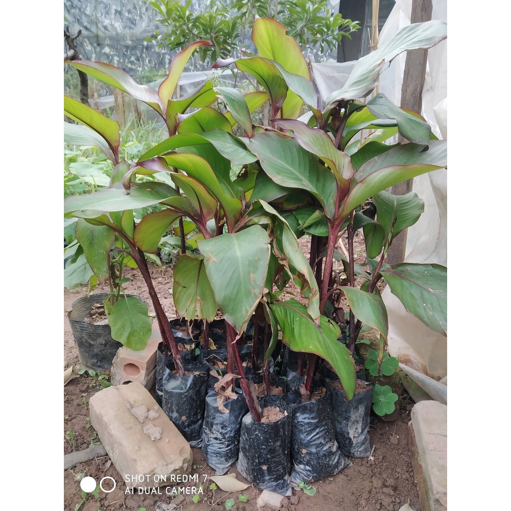 Cây dong riềng đỏ giống khỏe 981sp 683sp