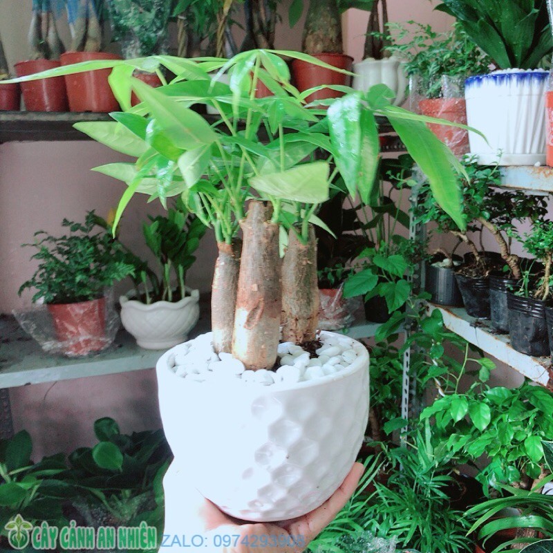 Cây kim ngân kèm chậu sứ