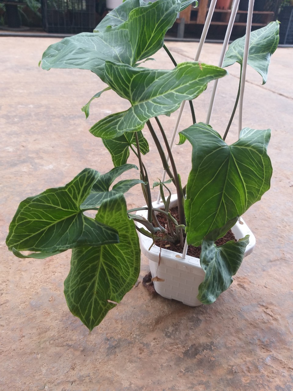 Trầu bà trắng - Syngonium polophyllum