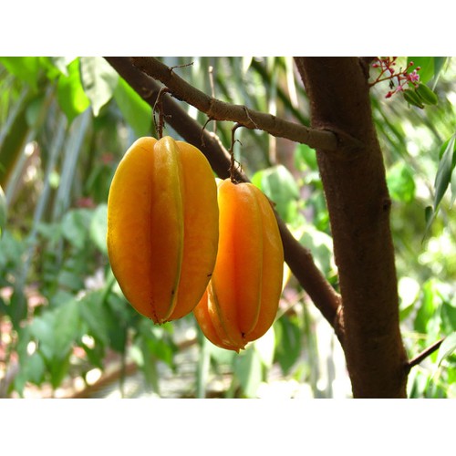 Hạt Giống Khế NGọt Siêu Quả - 1 gói 5 hạt