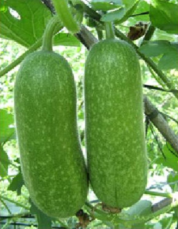 Hạt Giống Bí Đao Chanh Lai F1 - (10 hạt)