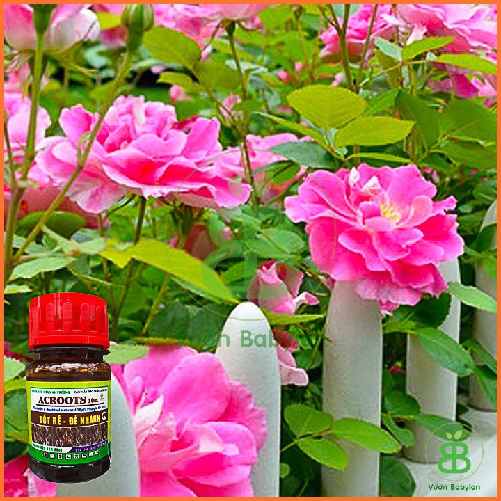 ACROOTS 10SL (NAA) Tốt Rễ Đẻ Nhánh - Chai 100ml