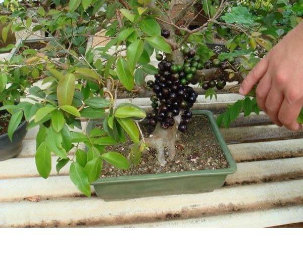 Nho thân gỗ tứ quý bonsai trồng chậu