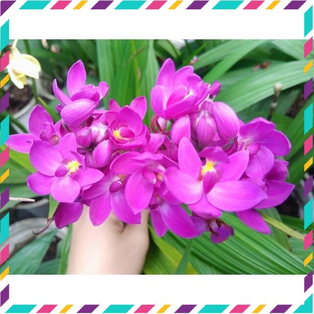 Cây hoa Lan chu đỉnh