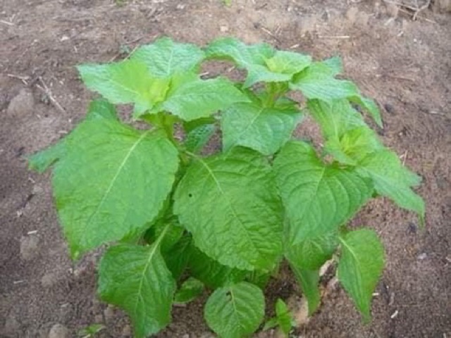 Hạt Giống Bạc Hà Cây Thái Lan ( Thailand Tree Basil Seed)