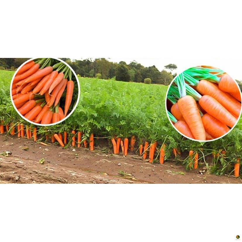 Hạt Giống Cà Rốt Shin Kuroda - Gói 5 Gram