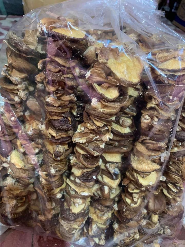 Nấm hương rừng Tây Bắc