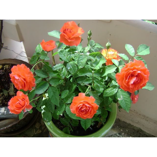 Hạt giống hoa hồng thơm mini - 20 hạt