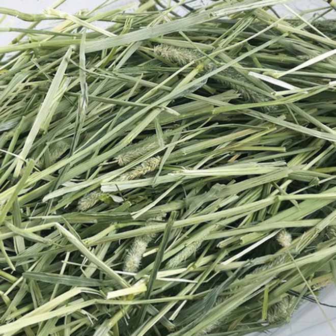 Bag 100 gr grass Timothy for rabbit, beetle peek, Guinea…