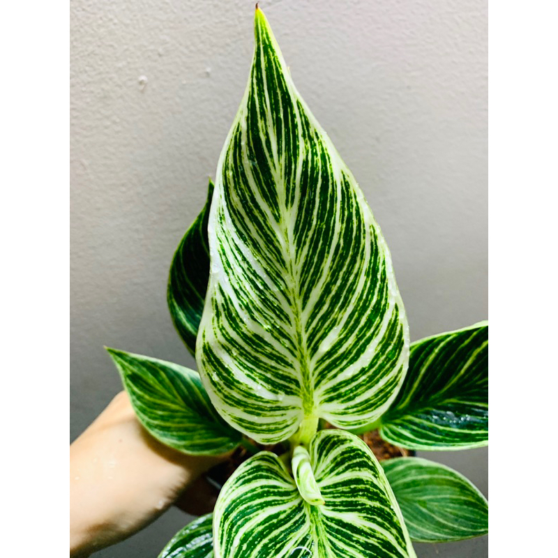 Philodendron Birkin - Trầu bà đế vương kim cương