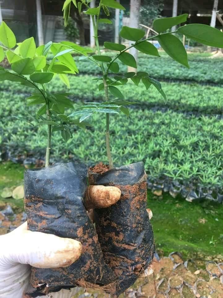 500 gram hạt giống Cây Sưa Đỏ  [Tên khác: Huỳnh Đàn, Trắc Thối hay cây Huê].tuyển chọn ( Tỷ lệ nảy mầm cao ) [ Loại hạt chưa tách vỏ ] [J&T]