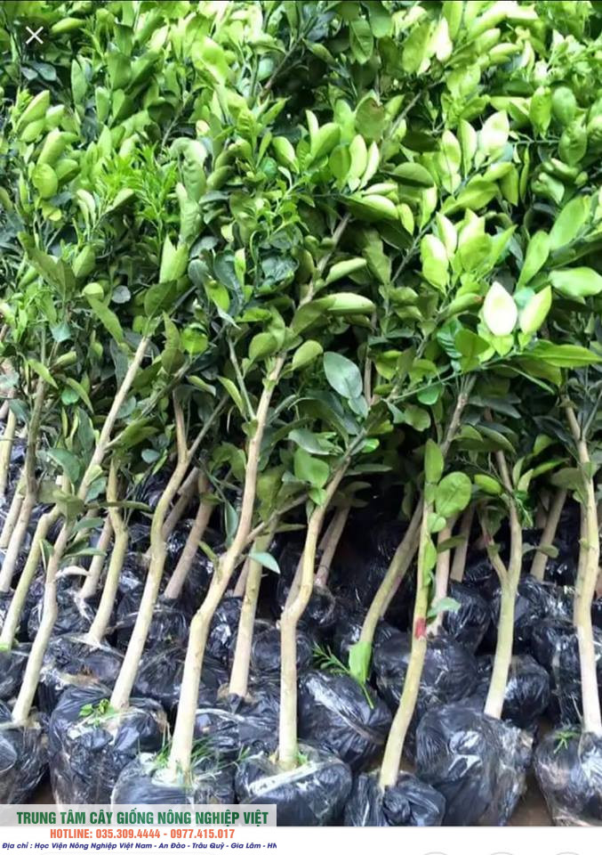CÂY GIỐNG BƯỞI ĐỎ LUẬN VĂN