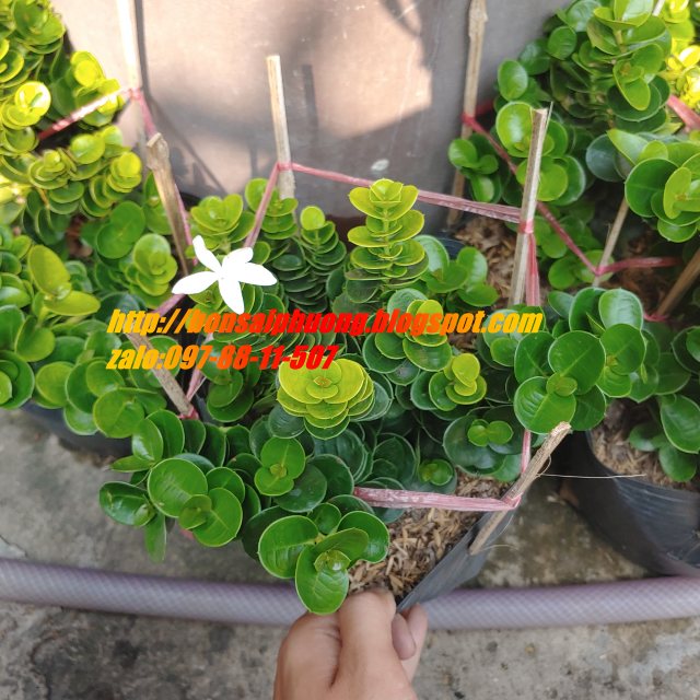 Lài Hoàng Gia ( Lài Nhật)