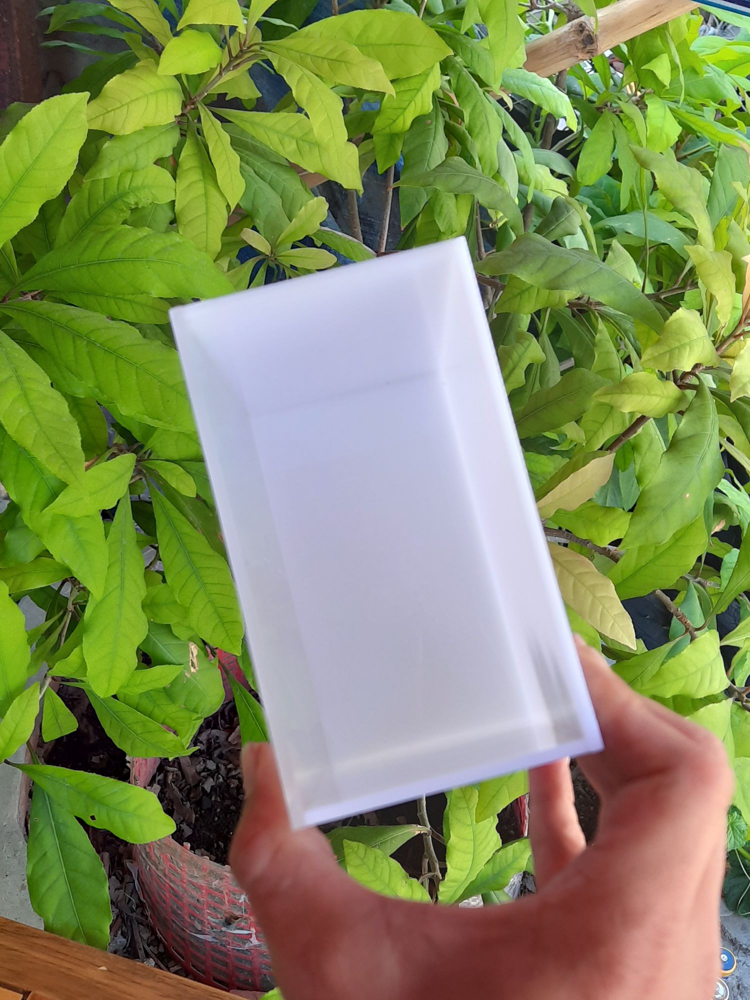 Hồ show cá Guppy & Betta
