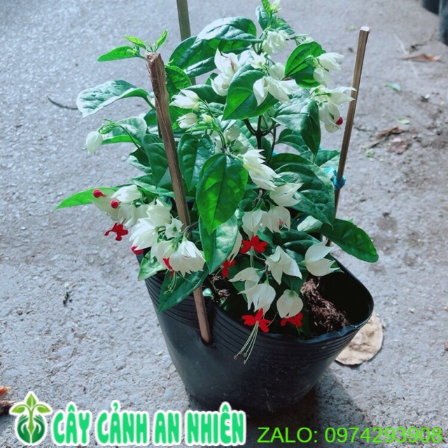Cây ngọc nữ