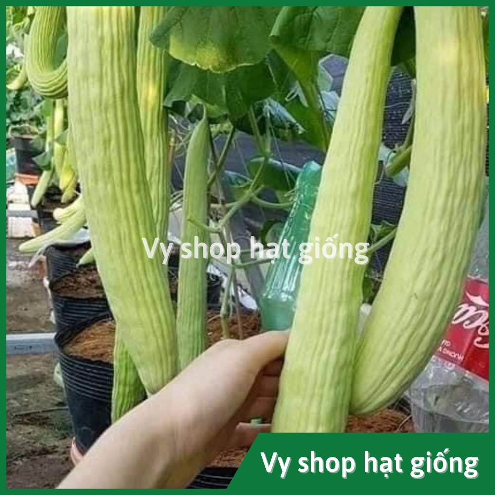 Hạt giống dưa chuột rắn (dưa leo) Thái Lan gói 30 hạt