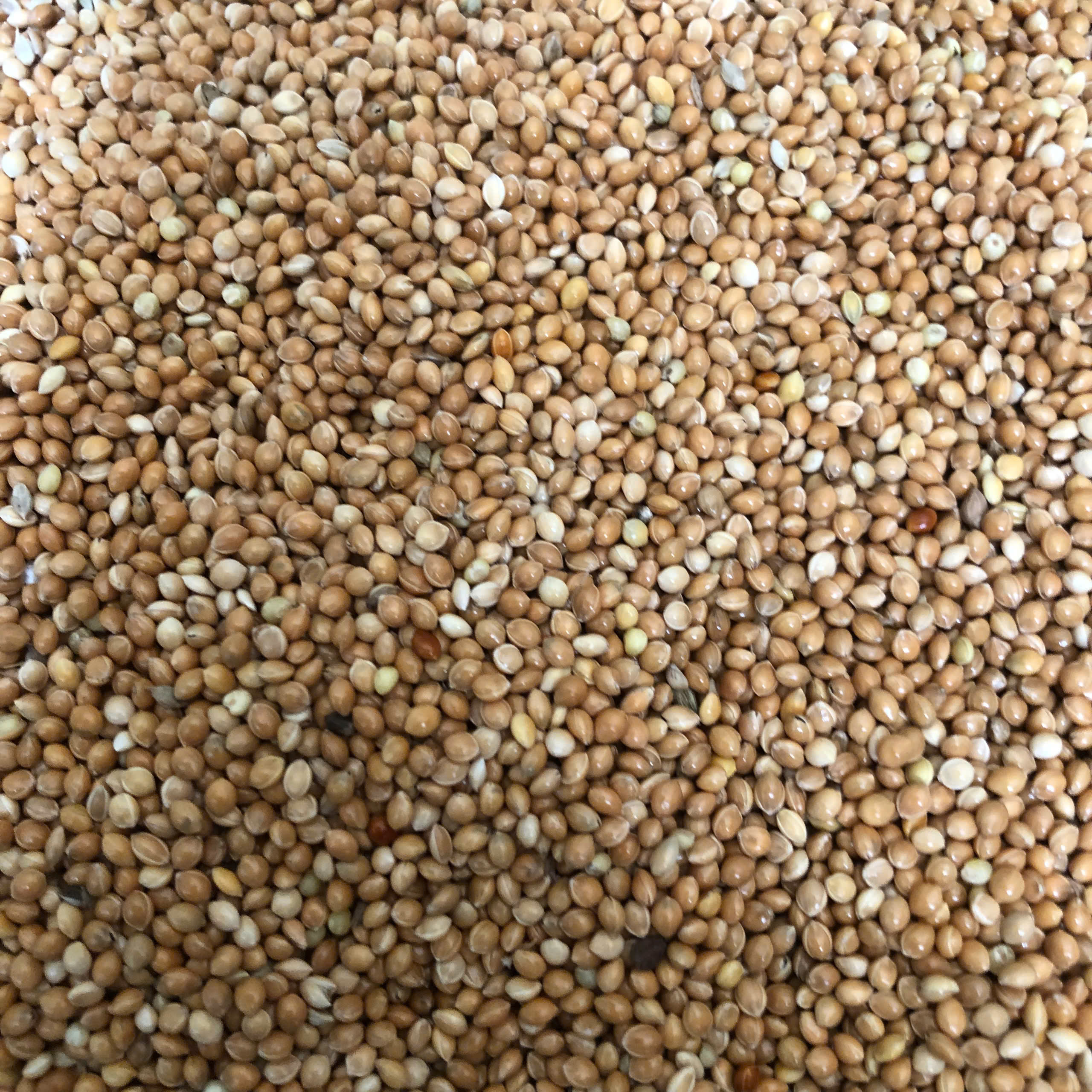 Hạt Kê Vàng gói 500g - 1kg (Chưa bóc vỏ)