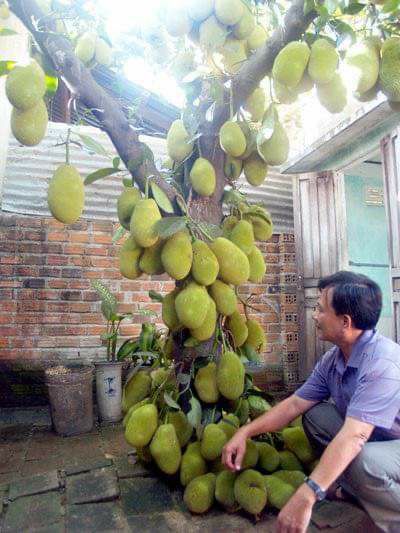 CÂY GIỐNG MÍT TỐ NỮ SIÊU SỚM