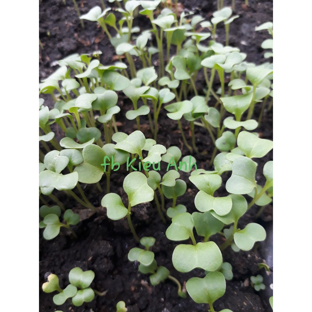 [HCM][Gói 20g] Hạt giống Cải bẹ xanh mỡ