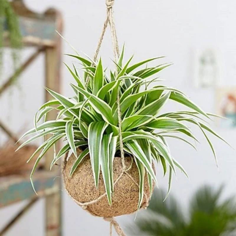 Chậu Cỏ Lan Chi ( Trồng thủy sinh được )- cây bán ảnh cuối