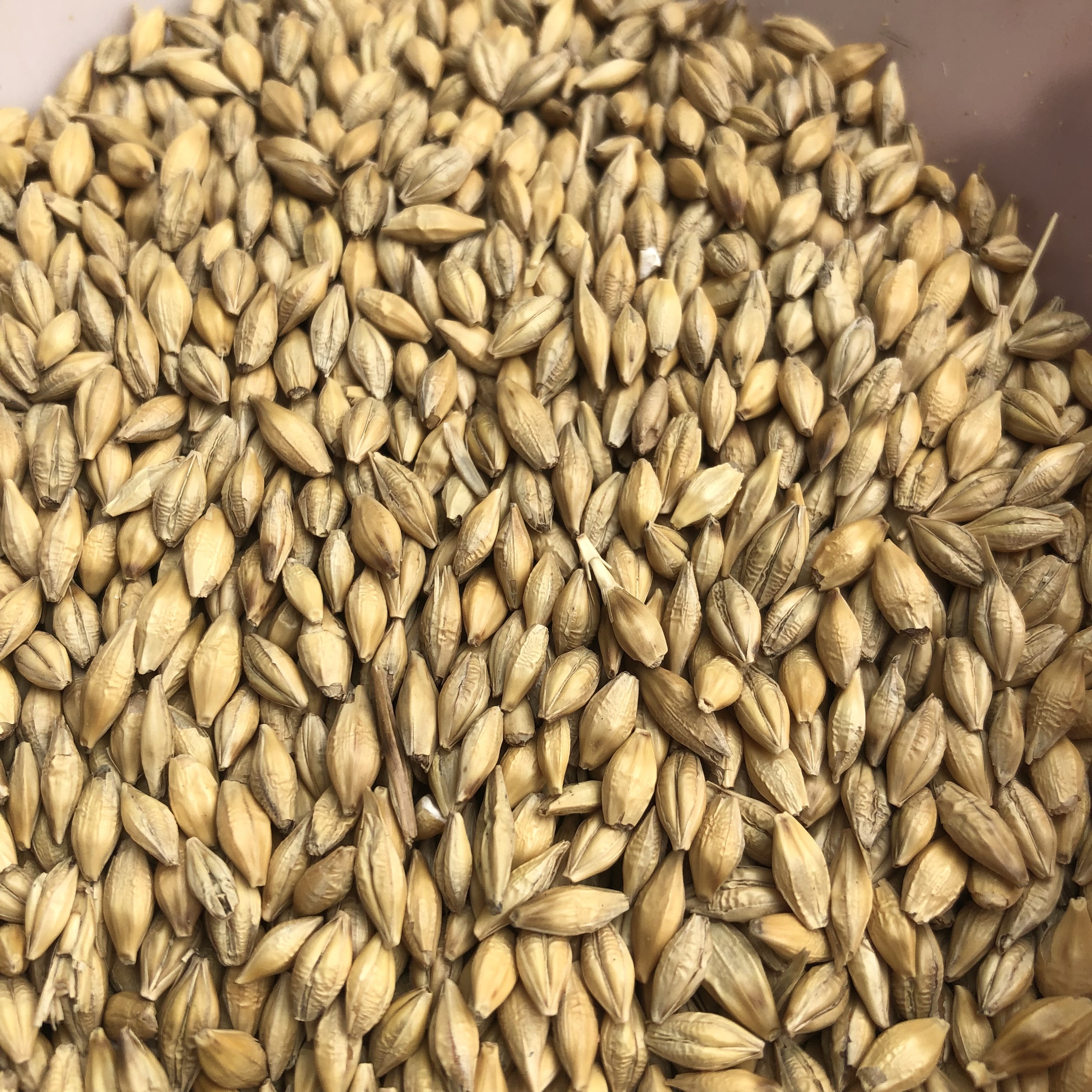 1kg hạt lúa mạch (đại mạch) cho gà, vẹt, hamster ăn