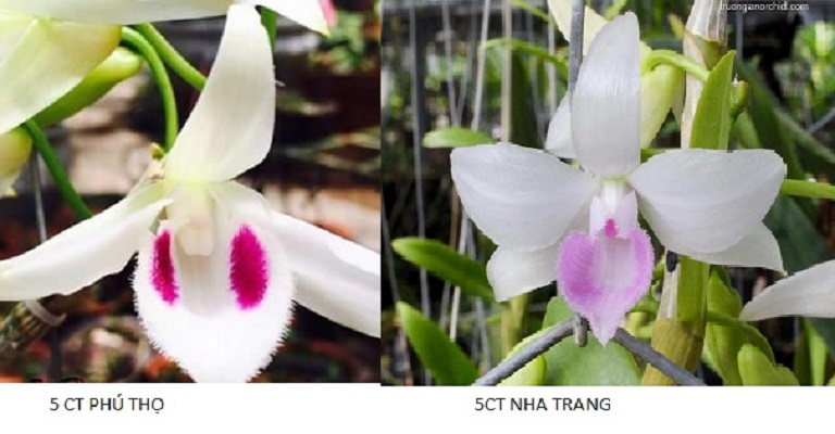 ki phi điệp đột biến 5ct Phú Thọ, ki phi điệp đột biến 5ct Nha Trang