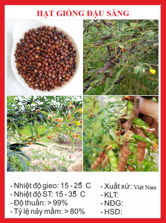 "Gói 20Gram Hạt " Hạt giống đậu săng - đậu chiều