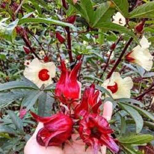Hạt Giống Cây Bụt Giấm(Hoa Atiso Đỏ) - Mỗi Túi 10 Hạt.